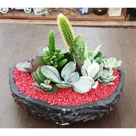 Kaktus grafting memiliki ragam warna. Minigarden Kaktus Sukulen Pot Coral Unik LENGKAP (batu ...