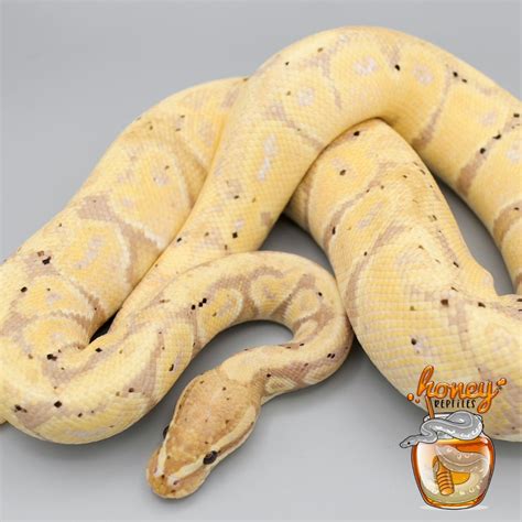 Breeder Banana Het Monarch Female Maker Ball Python By Honeyreptiles