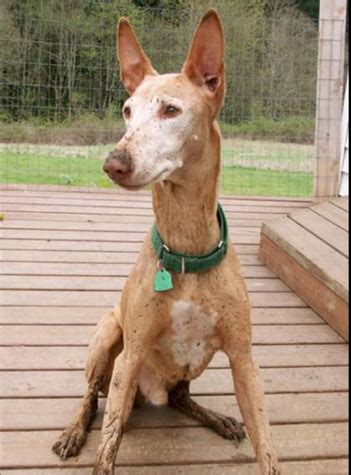 Maybe you would like to learn more about one of these? E-News Today: The 10 Most Expensive Dog Breeds