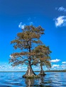 Lake Drummond Photo Gallery | Descendants of the Great Dismal
