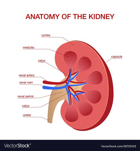 The Diagram Given Shows A Section Of A Human Kidney C