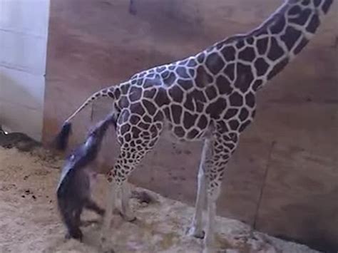 April The Giraffe Finally Gives Birth And Its Gnarly Video