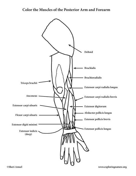 Muscles Of The Arm And Forearm Posterior Coloring Page Arm Muscle