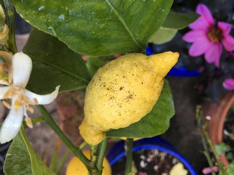 Brown Spots On Lemons — Bbc Gardeners World Magazine