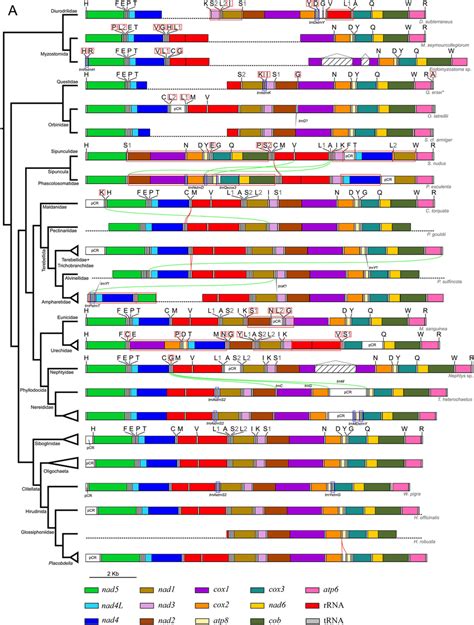 Gene Order From Available Mitochondrial Genomes Of Annelida The
