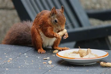 Can Squirrels Eat Peanuts How Bad Are Peanuts To Squirrels