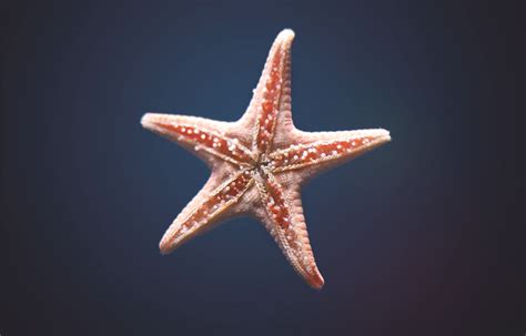 Pink Starfish Isolated Against A Deep Blue Ocean Background Creation 101