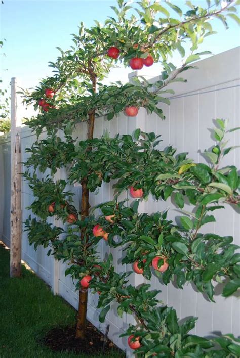 Of apples in a single growing season. How to Grow Espalier Fruit Trees