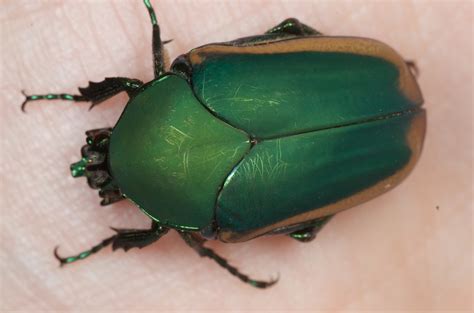 Green Fig Beetle Costa Rica Insects · Inaturalist