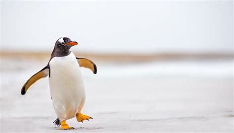 There are more penguins living in the warmer climates than colder climates. Animals in the Frigid Zone | Sciencing