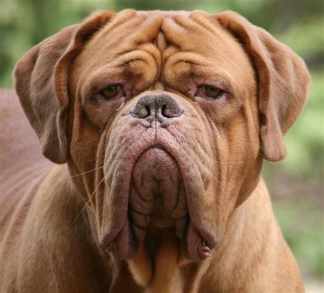 The goals and purposes of this breed standard include: dogue de bordeaux puppies and dogs biggest dogue de ...