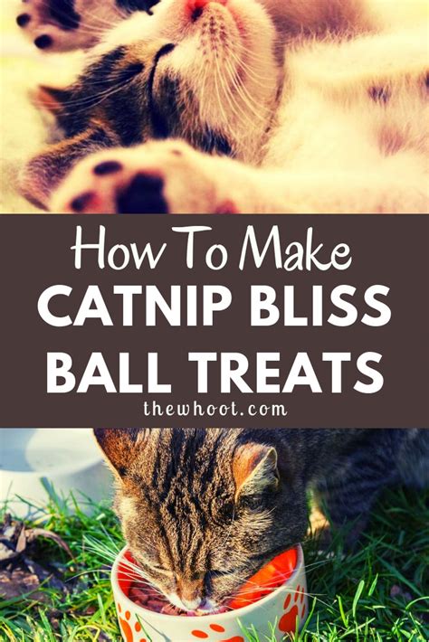 Catnip Biscuits Recipe Diy Easy Video Instructions Diy Cat Food