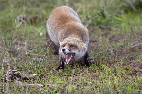 Aggressive Red Fox Stock Photo And Royalty Free Images On Fotolia