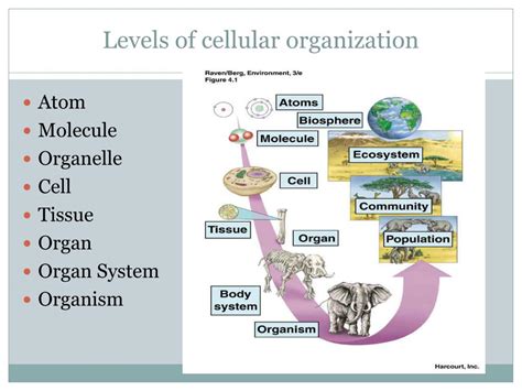 Levels Of Cellular Organization Cells Ii Cellular Organization