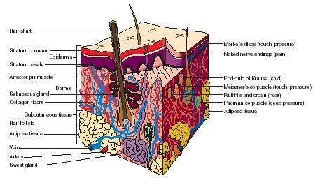 Download human skin images and photos. Integumentary System Facts | cross section of the skin ...