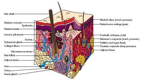 Find pictures, images, and photos of medical conditions and diseases such as skin problems including medical definitions describing each picture. Integumentary System Facts | cross section of the skin ...