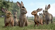 Review: A Watered-Down ‘Watership Down’ on Netflix - The New York Times