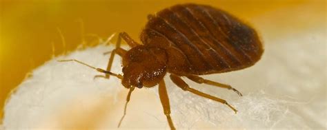Bed Bug Exterminator London And Surrounding Areas
