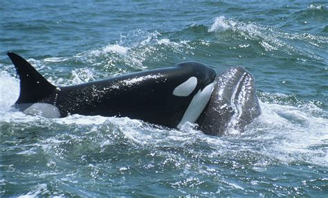 From june through september we see hundreds of the largest animals swimming past our neck of the woods, and boy what a sight! Watch Killer Whales and Humpbacks Go to War