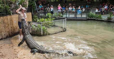 Cairns Hartleys Crocodile Adventures Visit With Transfer Getyourguide