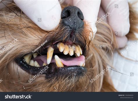Dog Teeth Tartar Stinky Mouth Stock Photo 1359504929 Shutterstock