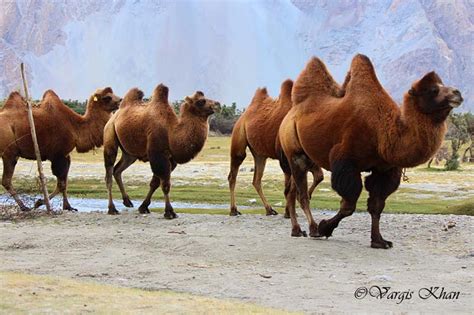 59 f prospect hill station|report. Leh to Hunder - The Beautiful Valley of Nubra - Vargis Khan