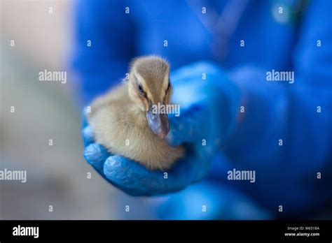 Tiny Baby Chick In Human Hand Showing Scale Of Bird Very Soft Focus To