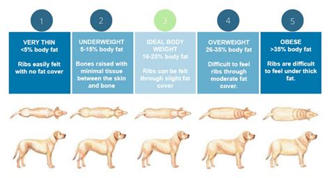 What Is Body Condition Score For Dogs