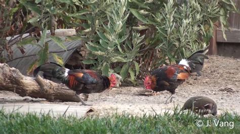 Richardson Indian Red Junglefowl Gallus Gallus Murghi Youtube