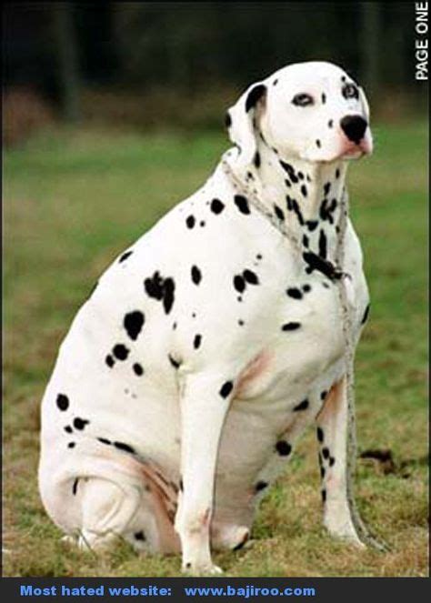 The 25 Best Fat Dogs Ideas On Pinterest Fat Puppies Funny Puppies