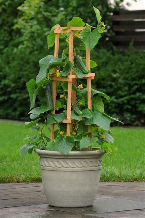 Best Vegetables To Grow In Pots Most Productive Vegetables For