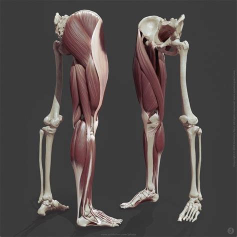 Artstation Leg Anatomy Jekabs Jaunarajs In 2020 Leg Anatomy Human