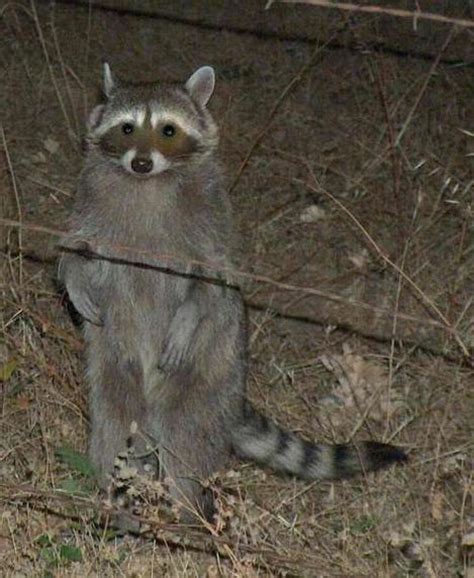Rabies symptoms in dogs and humans. Raccoon, Procyon lotor.