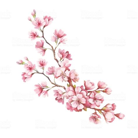 I will show you how to draw a cherry blossom using just enough details and colors to end up with a fun illustration that. Branch of cherry blossoms. Hand draw watercolor ...