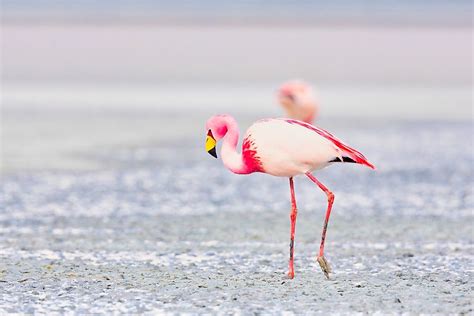Why Are Flamingos Pink Worldatlas