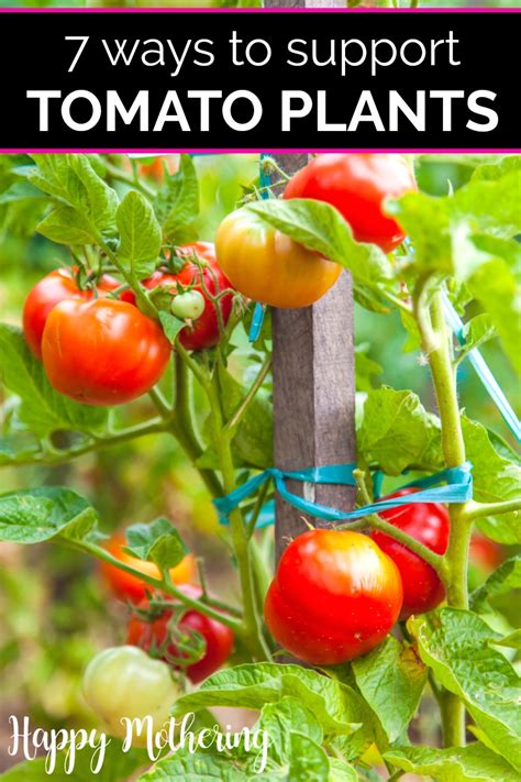 The fact is that plants take up and use water more efficiently at. 7 Ways to Support and Stake Tomato Plants | Tomato plants ...