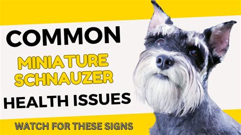 8 Of The Most Common Miniature Schnauzer Health Issues
