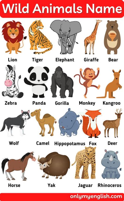 Wild Animals Name List With Pictures In English Animals Name List