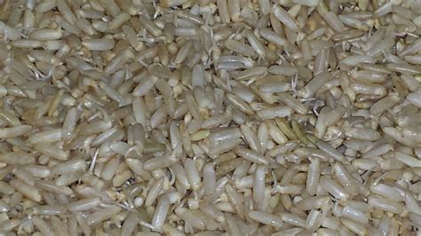 How To Sprout Brown Rice Recipe