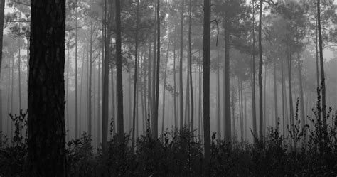 Misty Forest Misty Forest Dark Beauty Misty