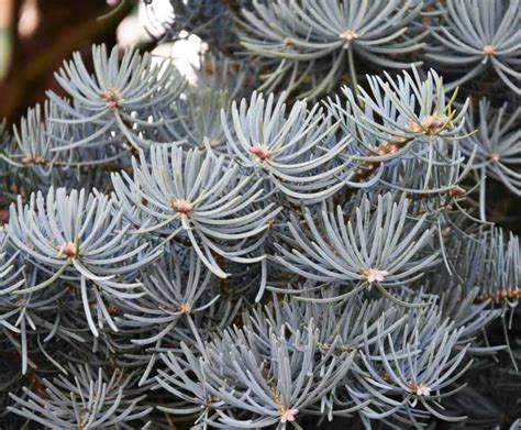 Abies Concolor Compacta White Fir