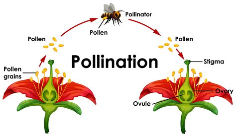 pollination and its types