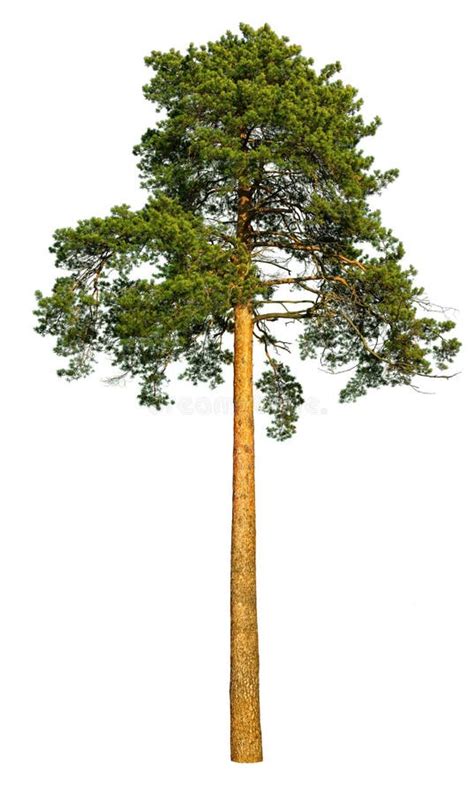 Tall Pine Tree Stock Image Image Of Lumber Environment 62990903