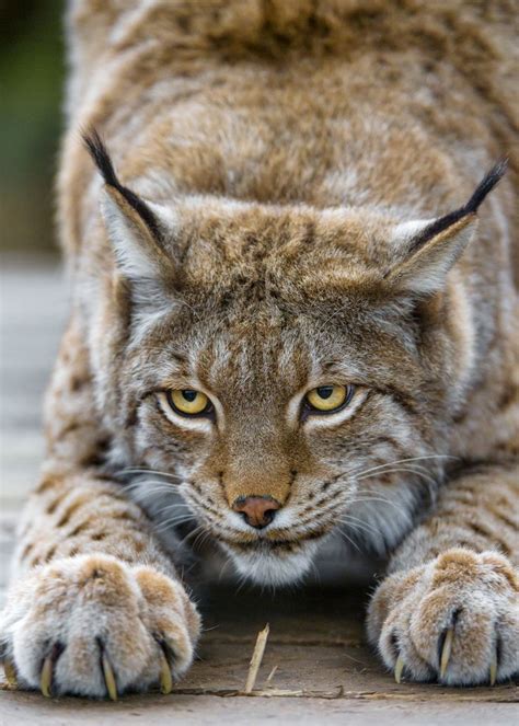 Stretching Lynx Small Wild Cats Beautiful Cats Animals