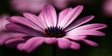 Close Up Photography Of Purple Daisy Hd Wallpaper Wallpaper Flare