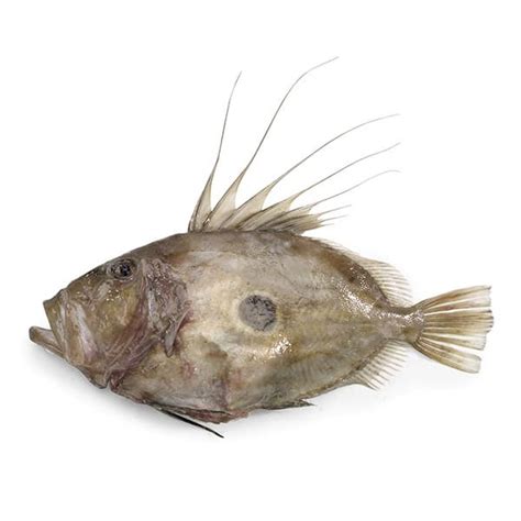 John Dory