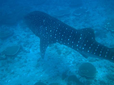 Diving Maldives 2009 Whale Shark Christian Jensen Flickr