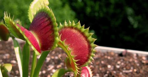 Various How To Take Care Of A Carnivorous Plant