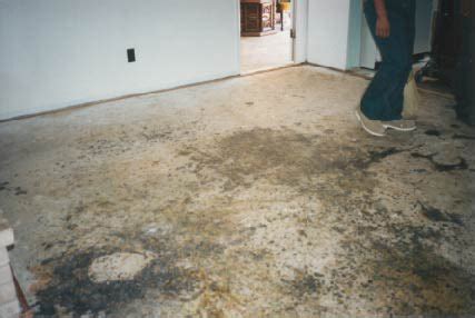 Any moist surface is susceptible to mold. Examples: Home Mold Contamination