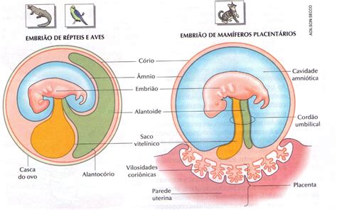 Embriologia Biologia Pinterest